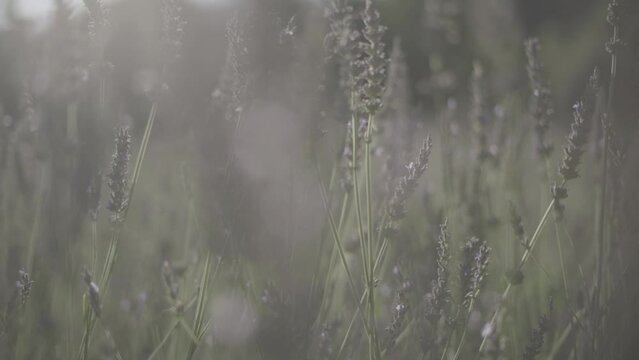 champs de lavande slowmotion