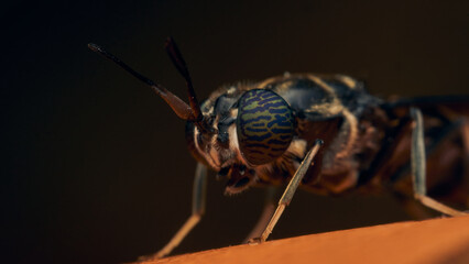 Details of a Soldier Fly perched on an orange surface. Hermetia illucens
