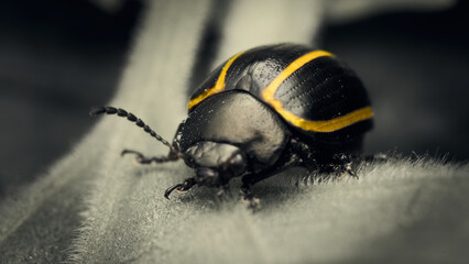 Details of a black beetle with yellow lines on a desaturated background.