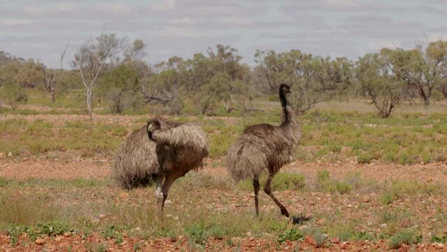 a close tracking shot of two emus near cunnamulla in outback queensland, australia