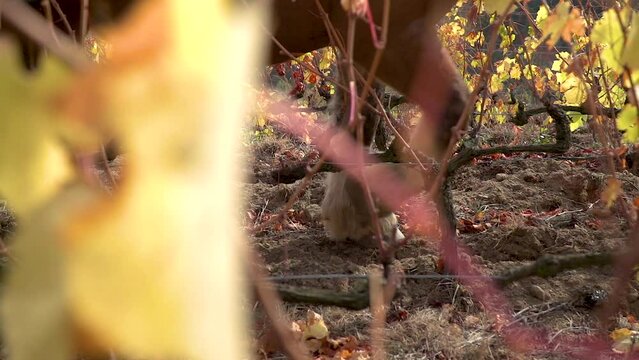 cheval de trait laboure dans les vignes en slow motion