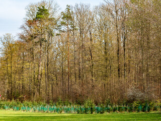 Wiederaufforstung durch anpflanzen junger Nadelbäume am Waldrand