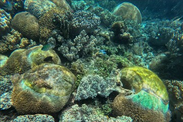 Idyllic shot of a coral reef Pamilacan Island in the Philippines flooded with sunlight and surrounded by fishes.