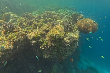 Idyllic shot of a coral reef Pamilacan Island in the Philippines flooded with sunlight and surrounded by fishes.