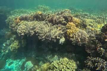 Fototapeta na wymiar Idyllic shot of a coral reef Pamilacan Island in the Philippines flooded with sunlight.
