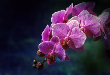 Phalaenopsis, moth orchids blooming,  dark background.