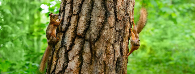 two squirrels on tree, blurred forest background. portrait of Eurasian red squirrel (Sciurus vulgaris) in natural habitat. save wildlife, care of wild animals, ecology concept. banner