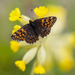 The Duke of Burgundy butterfly (Hamearis lucina)