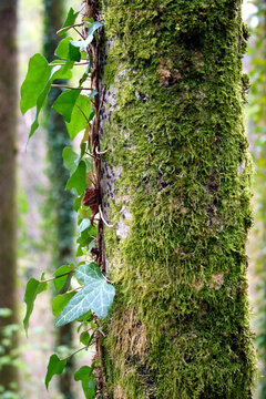 Alter Baum