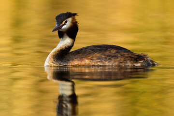 Great Crested Grebe