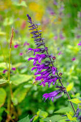 Honey bees on Salvia 'Amistad'