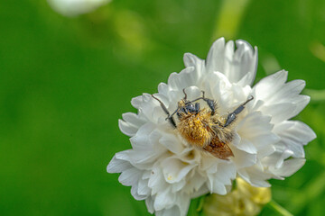 Bee on Cosmos bipinnatus 'Double Click Snow Puff'