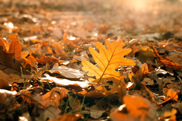 dry fallen oak leaf on the ground in late autumn, autumn background