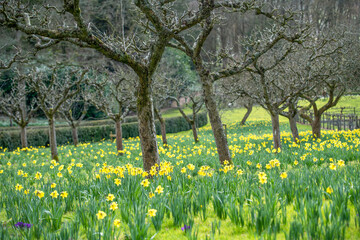 Daffodils at The Rococo Gardens, Painswick, Gloucestershire
