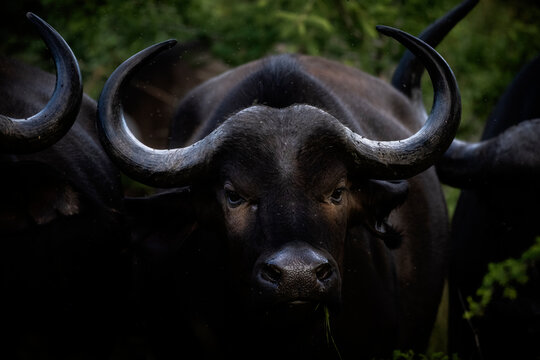 Close up of an African buffalo eating grass and looking at the camera