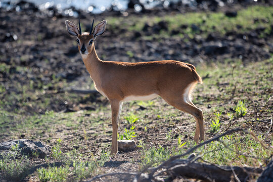 A solitary duiker on a grassland looking at the camera