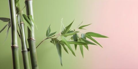 Fototapeta na wymiar Bamboo Leaves On Pastel Colored Wall Background | Generative AI Artwork