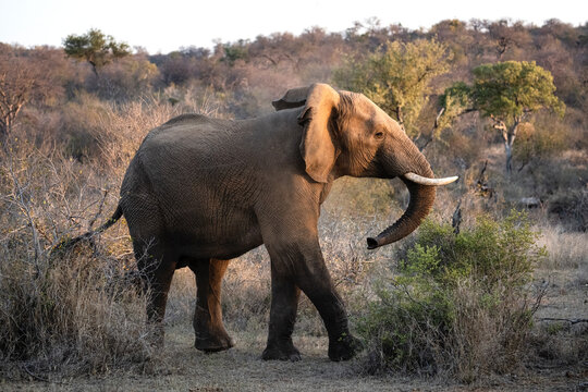 A solitary elephant walking in a parched grassland