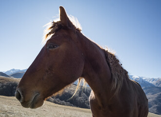 Fototapeta na wymiar Portrait of a horse against the background of autumn mountains with snow, the muzzle of a horse near a sunny autumn day in the mountains