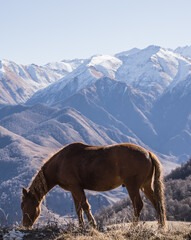 Fototapeta na wymiar The horse eats yellowed grass in the autumn mountains against the backdrop of mountain slopes and peaks, the horse walks on a sunny autumn morning