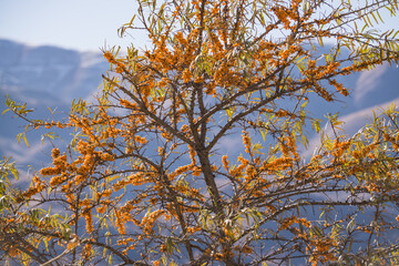 Branch of sea buckthorn with orange ripe edible fruits in autumn in the mountains, sea buckthorn edible in sunny November in the mountains
