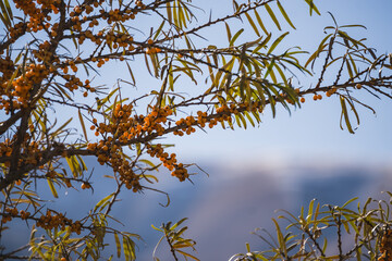 Branch of sea buckthorn with orange ripe edible fruits in autumn in the mountains, sea buckthorn edible in sunny November in the mountains