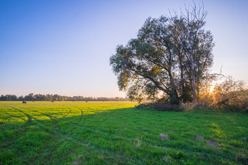 tree in the field
