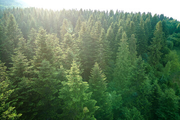 Aerial view of green pine forest with dark spruce trees. Nothern woodland scenery from above
