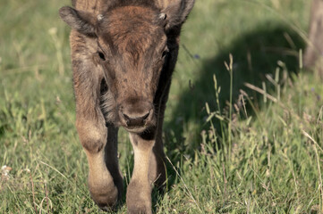 Muted Colors of Baby Bison Trotting Toward Camera