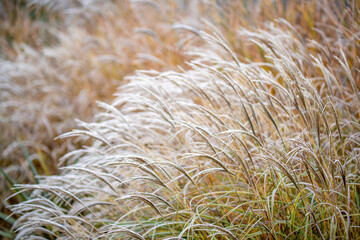 Ornamental grasses covered in frost