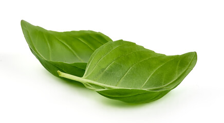 Green Basil Leaves Fresh Spice, closeup, isolated on a white background.