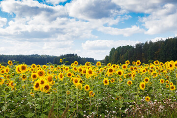 Field of blooming sunflowers on a background of blue sky, Finland
