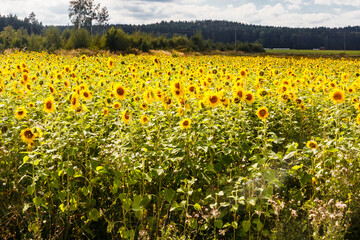 Fototapeta premium Field of blooming sunflowers on a background of blue sky, Finland