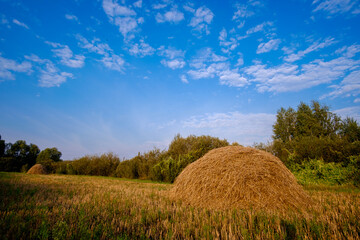 hay bales in the field