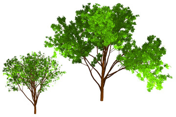 Obraz premium green tree isolated