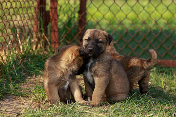Puppys breed Alabai
