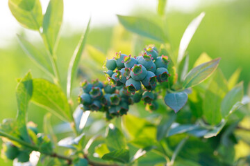 Green berries blueberries