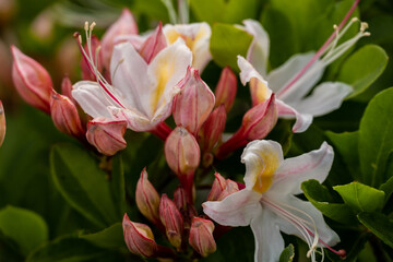 Pink Tinged Azalea Blooms Open in Summer