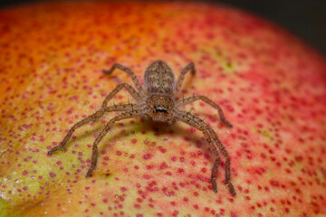 Australian brown jumping spider on a pomegranate fruit outdoors during summer