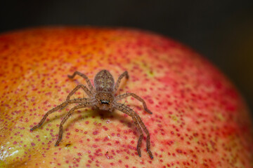 Australian brown jumping spider on a pomegranate fruit outdoors during summer