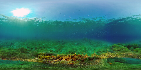 Fototapeta na wymiar Tropical Fish Corals Marine Reef. Underwater Sea Tropical Life. Tropical underwater sea fishes. Underwater fish reef marine. Tropical colorful underwater seascape. Philippines. 360 panorama VR