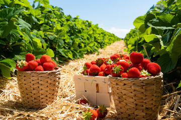 Strawberry field on fruit farm. Fresh ripe organic strawberry