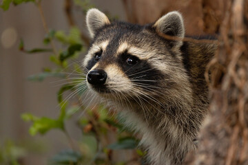 A closeup portrait of a raccoon (Procyon lotor) peeking out from behind a tree © Hayley Rutger