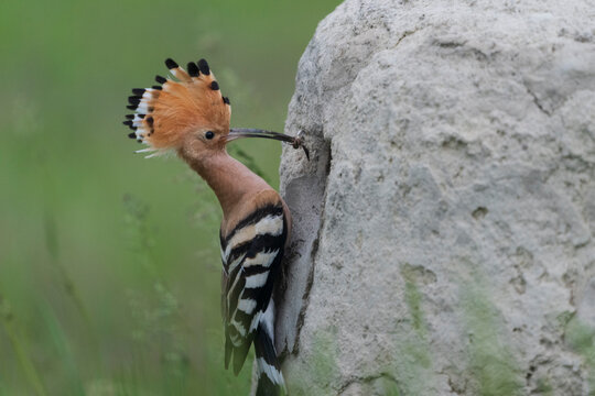 Eurasian hoopoe (Upupa epops)