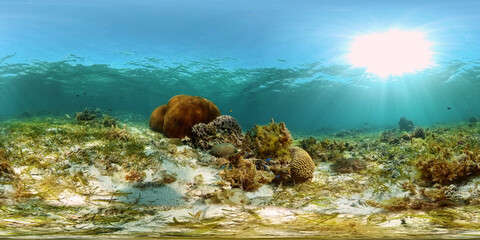 Beautiful underwater landscape with tropical fish and corals. Philippines. 360 panorama VR