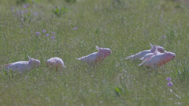 a high frame rate tracking shot of a flock of major mitchell's cockatoos feeding in a meadow at western queensland, australia