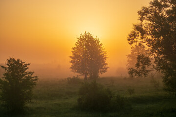 Fototapeta na wymiar sunrise in the forest