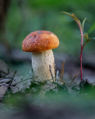 mushrooms in the forest