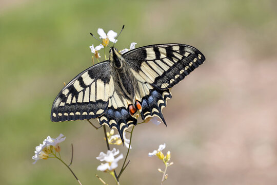Old World Swallowtail or cammon yellow swallowtail sitting on flower (Papilio machaon) © Karmena 