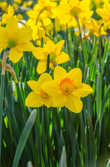 Obraz premium Yellow and Orange Daffodils Vertical